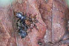 Acanthaspis westermanni