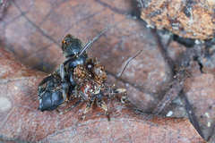 Acanthaspis westermanni