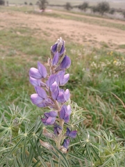 Lupinus angustifolius