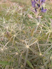 Lupinus angustifolius