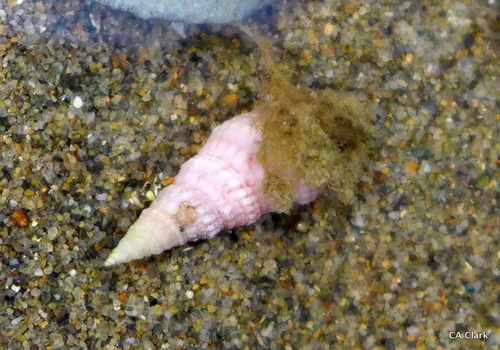 Pink Tower Shell (Phenatoma roseum) · iNaturalist