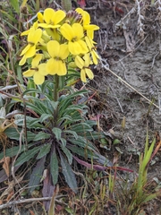 Erysimum menziesii