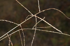 Digitaria diffusa