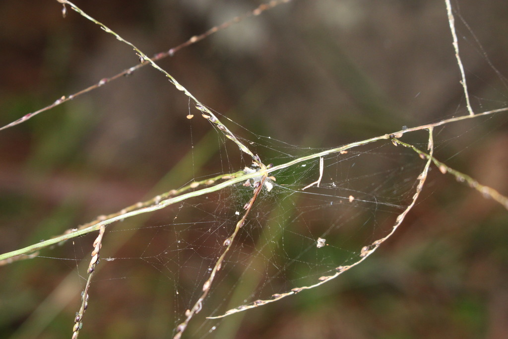 Digitaria diffusa