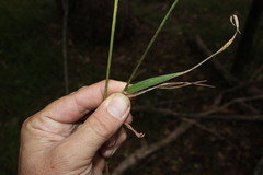 Digitaria diffusa