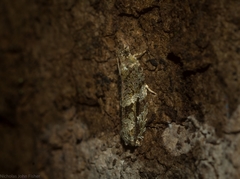 Metrioglypha phyllodes