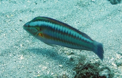 Coris atlantica