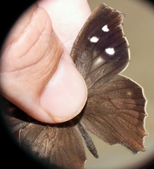 Amphidecta pignerator