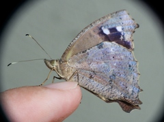 Amphidecta pignerator