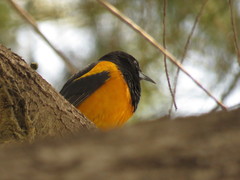 Icterus wagleri