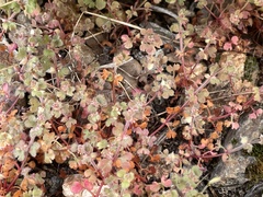 Pterostegia drymarioides