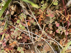 Pterostegia drymarioides