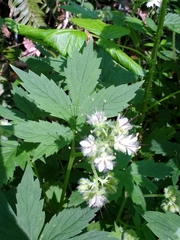 Hydrophyllum tenuipes