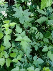 Hydrophyllum tenuipes