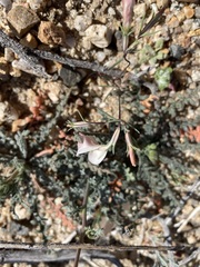 Linanthus dichotomus