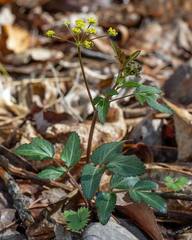 Zizia trifoliata
