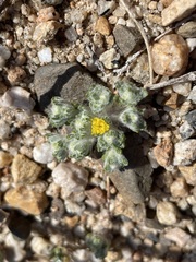 Eriophyllum pringlei