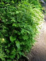 Hydrophyllum tenuipes