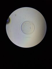 Coscinodiscales