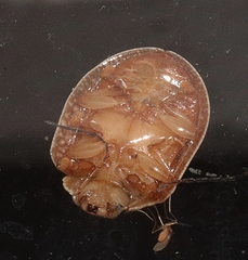 Paropsis intermedia