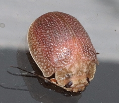 Paropsis intermedia