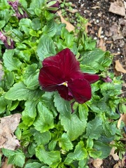 Viola × wittrockiana