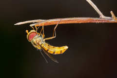 Episyrphus balteatus