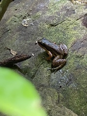 Mannophryne trinitatis