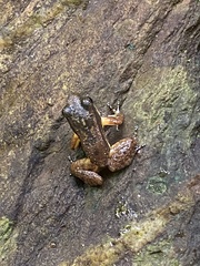 Mannophryne trinitatis