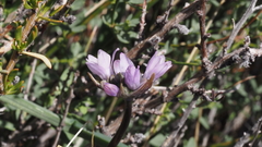 Dipterostemon capitatus capitatus