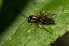 Diplazon laetatorius