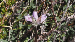 Dipterostemon capitatus capitatus