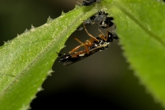 Diplazon laetatorius