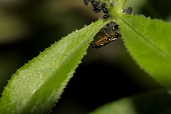 Diplazon laetatorius