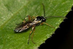 Diplazon laetatorius