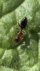 Camponotus hyatti