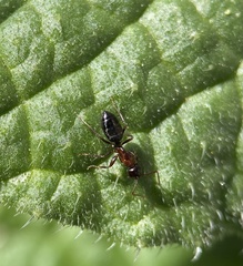Camponotus hyatti