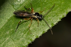 Diplazon laetatorius