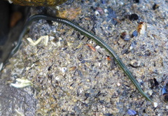 Eulalia microphylla