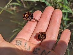Xyris ambigua