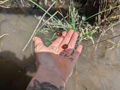Xyris ambigua