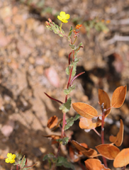 Camissoniopsis hirtella