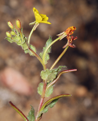 Camissoniopsis hirtella