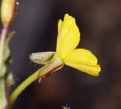 Camissoniopsis hirtella