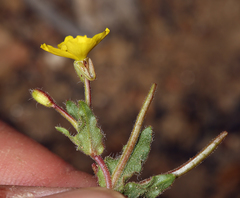 Camissoniopsis hirtella