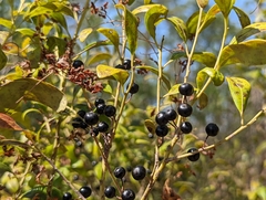 Ilex coriacea