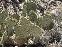 Opuntia arizonica