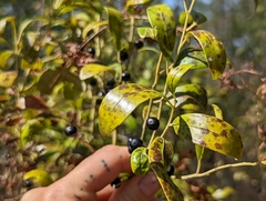 Ilex coriacea