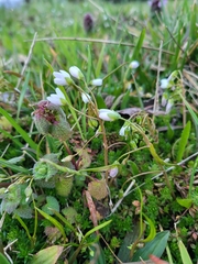 Claytonia virginica