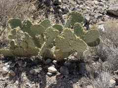 Opuntia arizonica